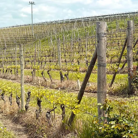 Apartment Dolce House - Wine, Views E Relax In La Morra
